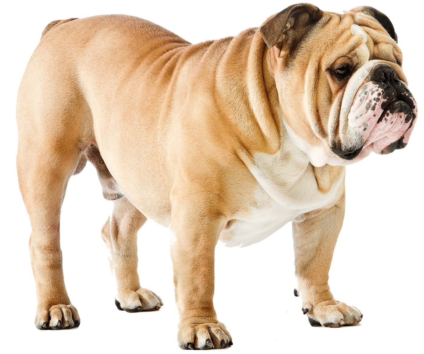 Bulldog francês