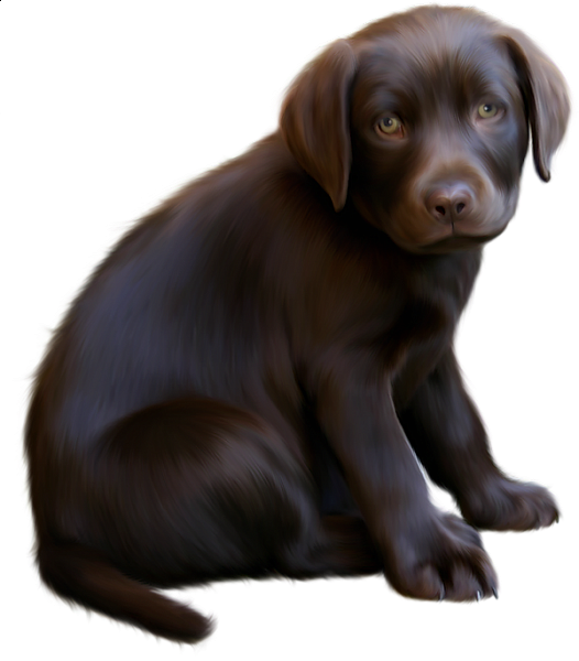 Welpe, schwarzer Labrador-Welpe