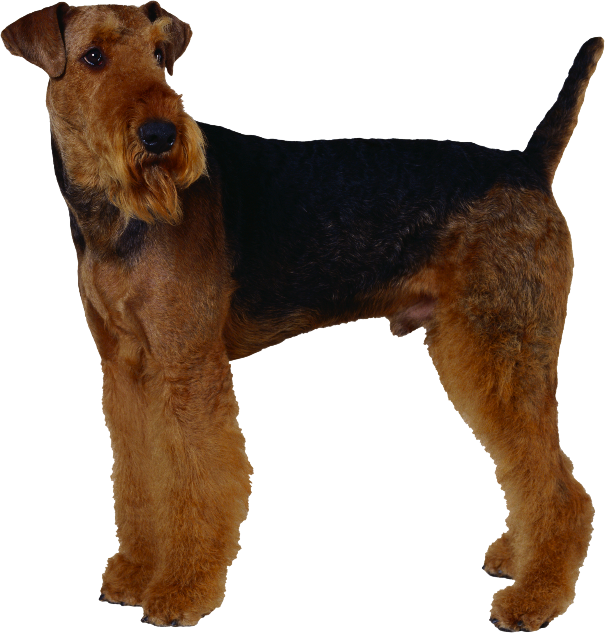 Langbärtige Hunde, Irish Terrier