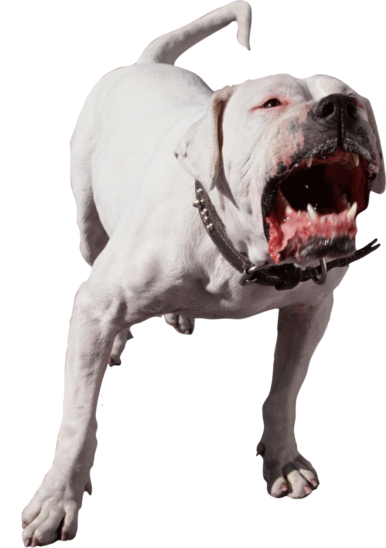 Böser Hund, argentinischer Dogo