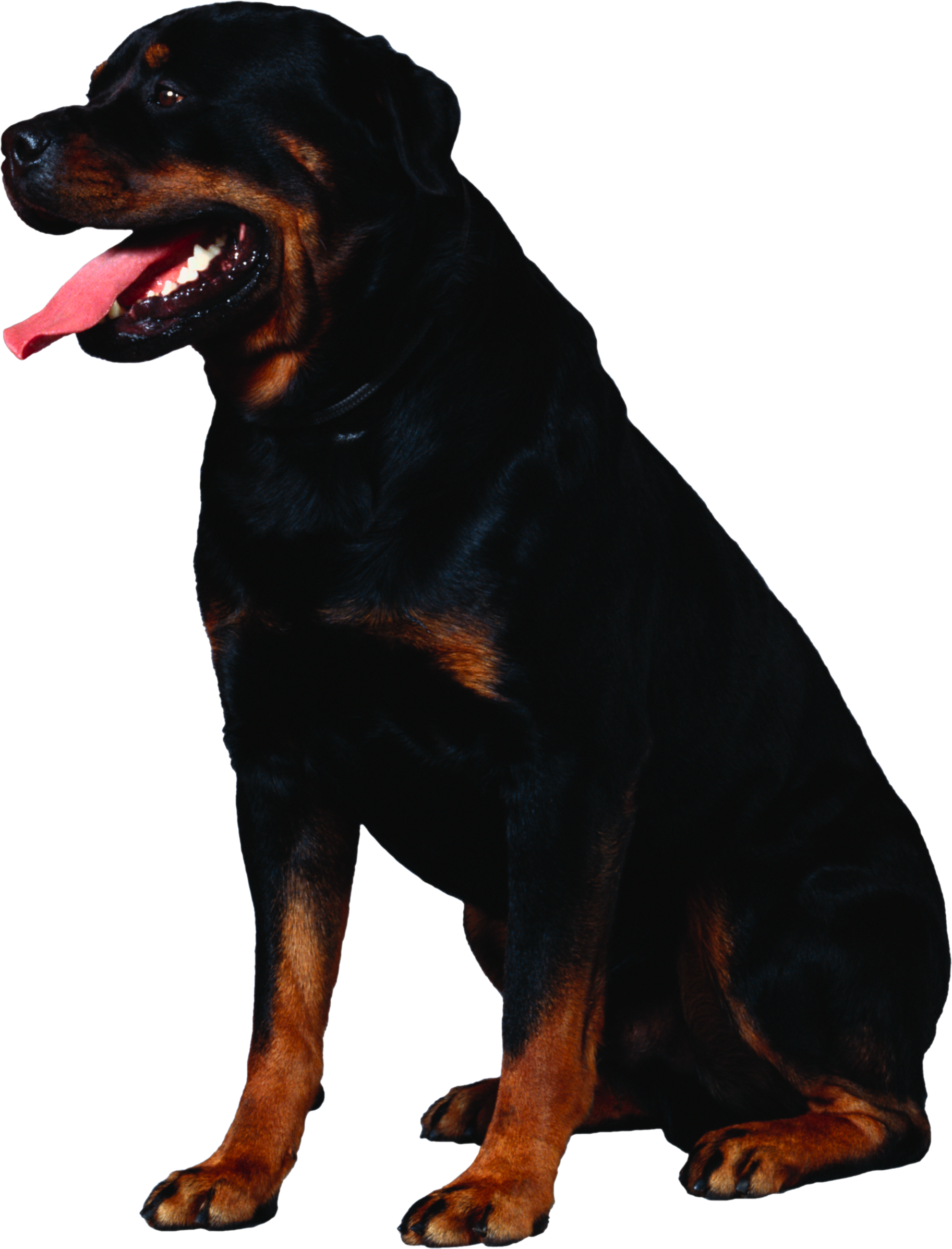 Cachorro preto, Rottweiler
