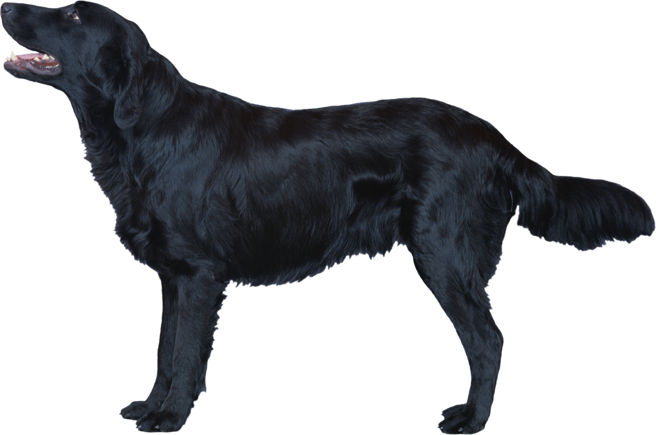 Cão preto, cão de caça de pêlo chato