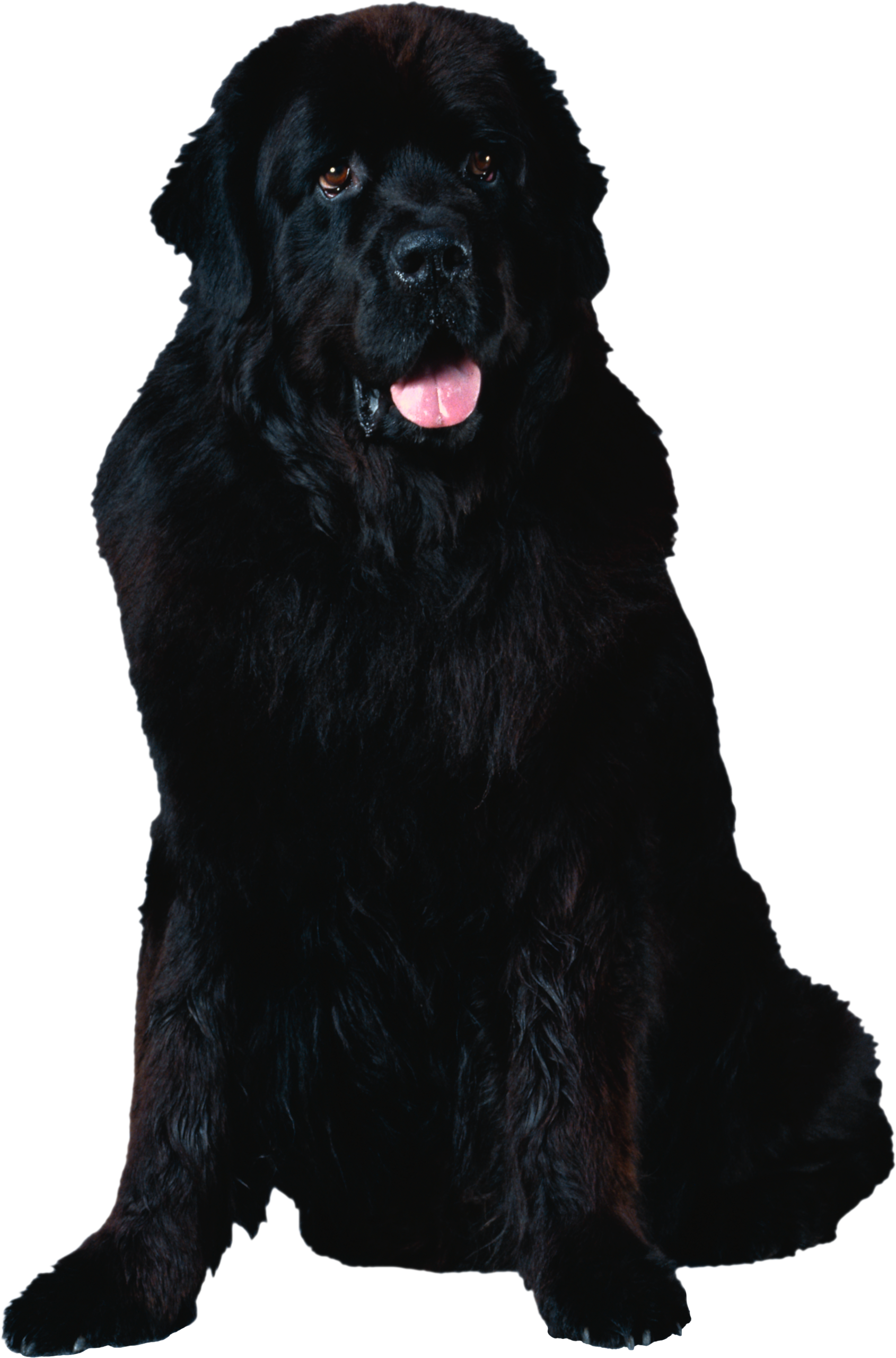 黒犬、ニューファンドランド犬