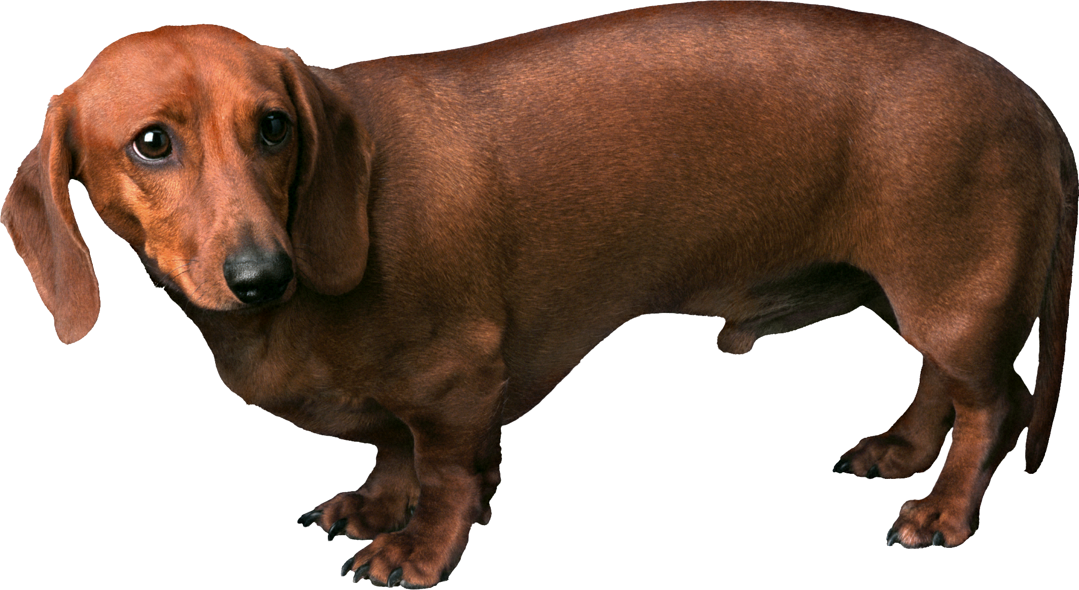 Dachshunds, kısa bacaklı köpekler