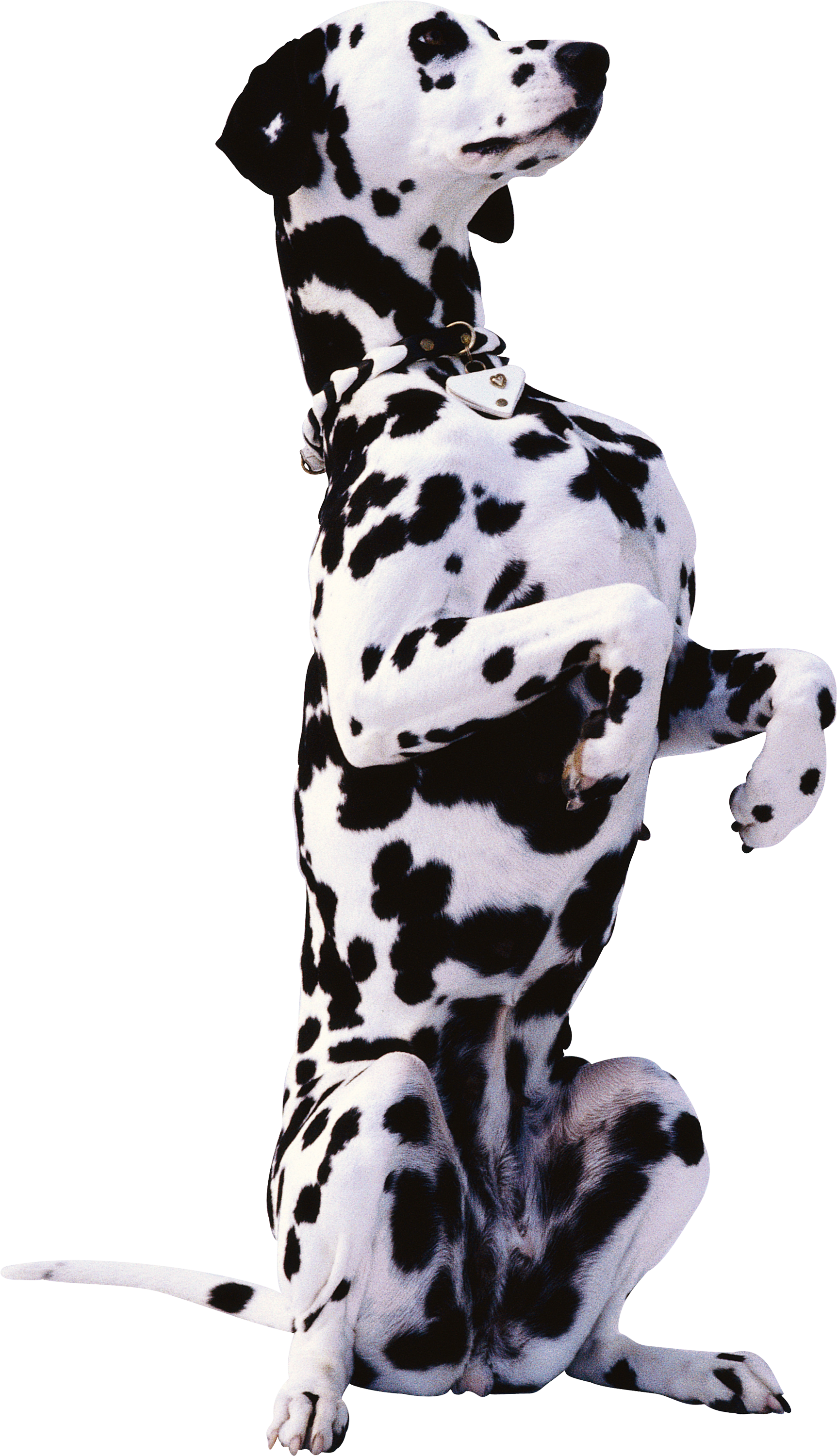 Stehender Dalmatiner