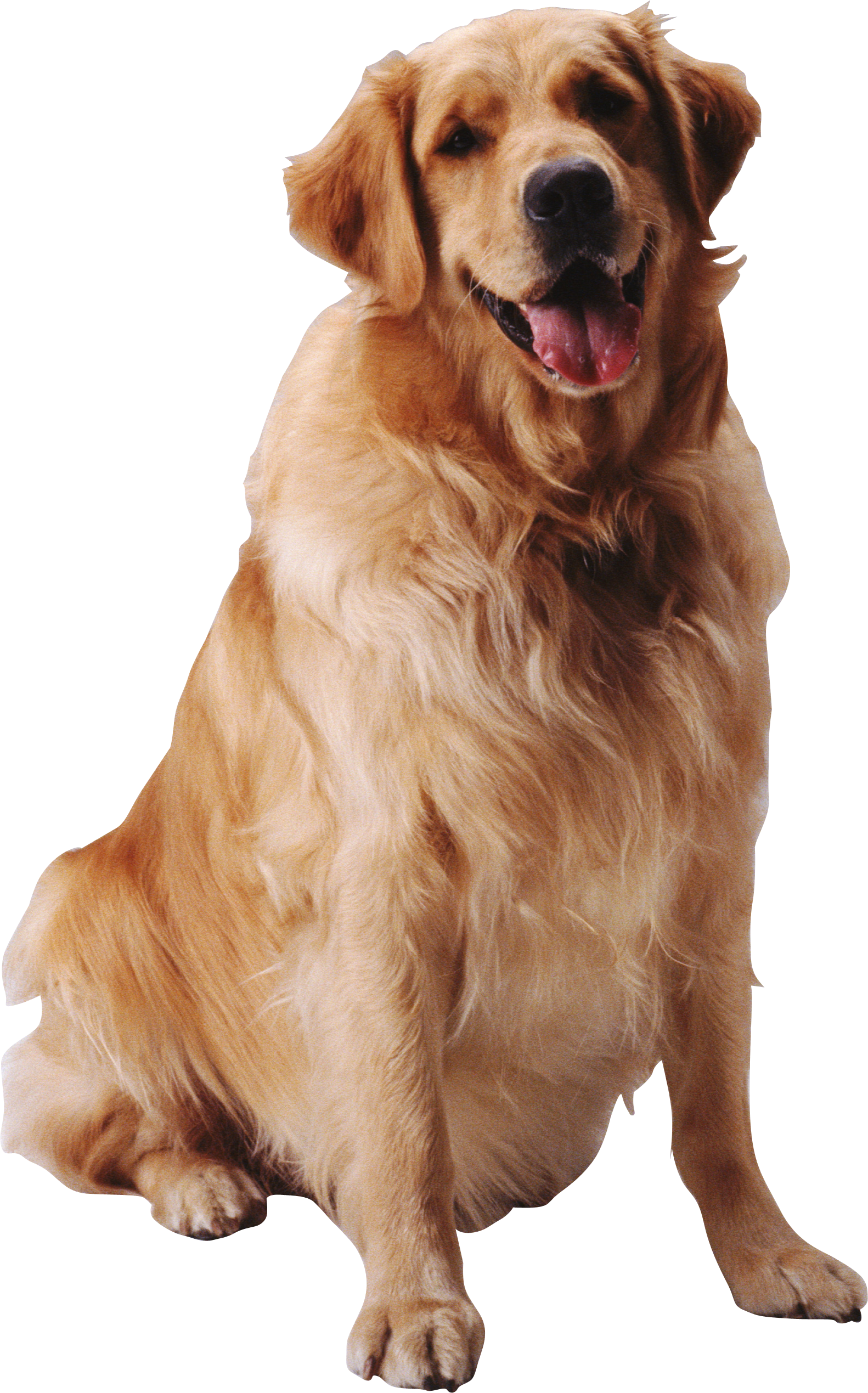 Jenis anjing Golden Retriever