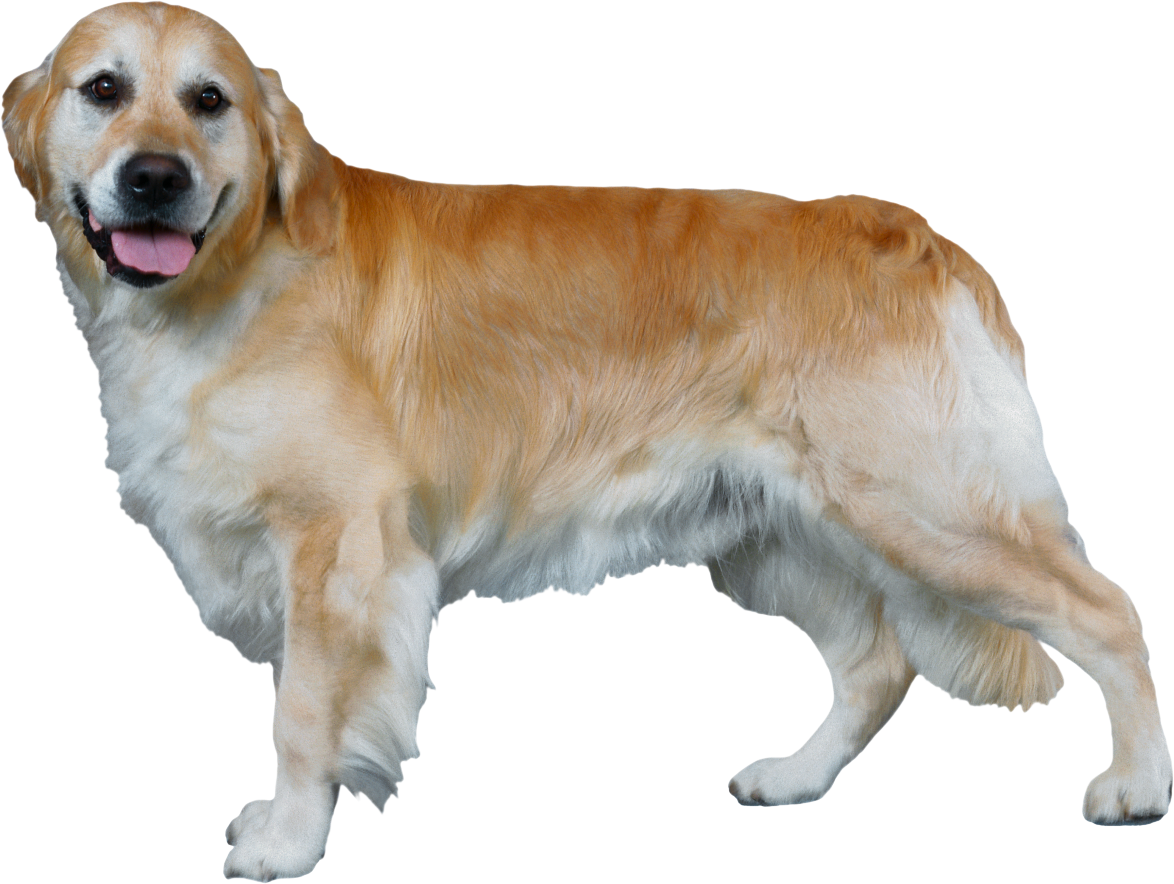 Jenis anjing Golden Retriever