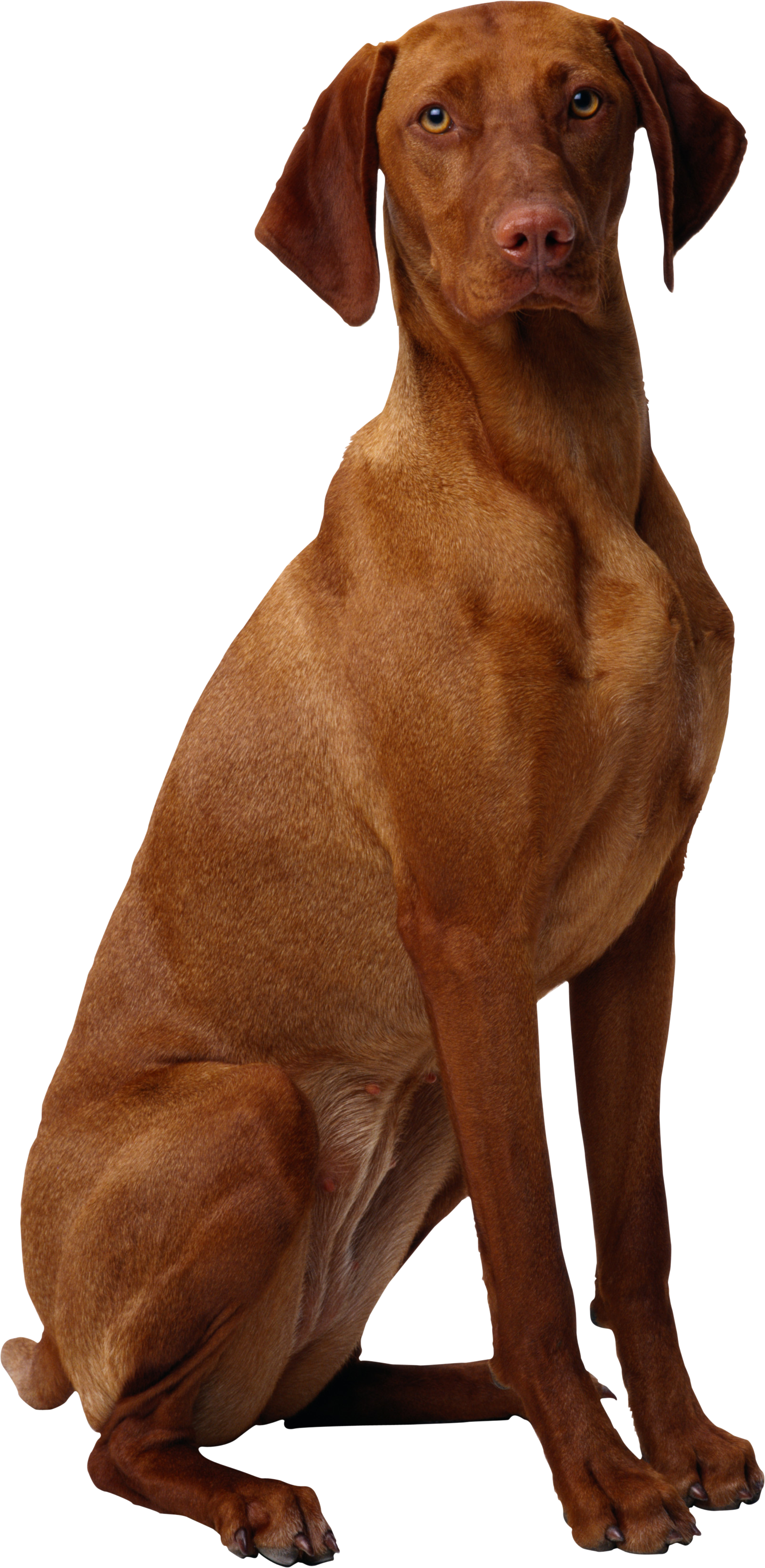Gros chien, Wisla hongrois