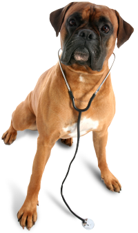 Cucciolo che indossa uno stetoscopio