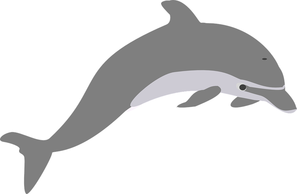 海豚