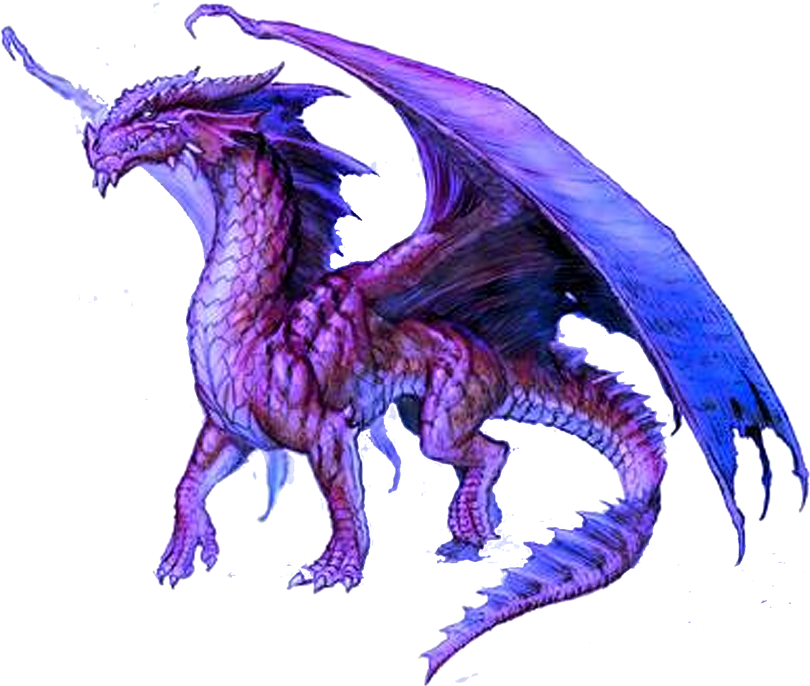 Dragon violet