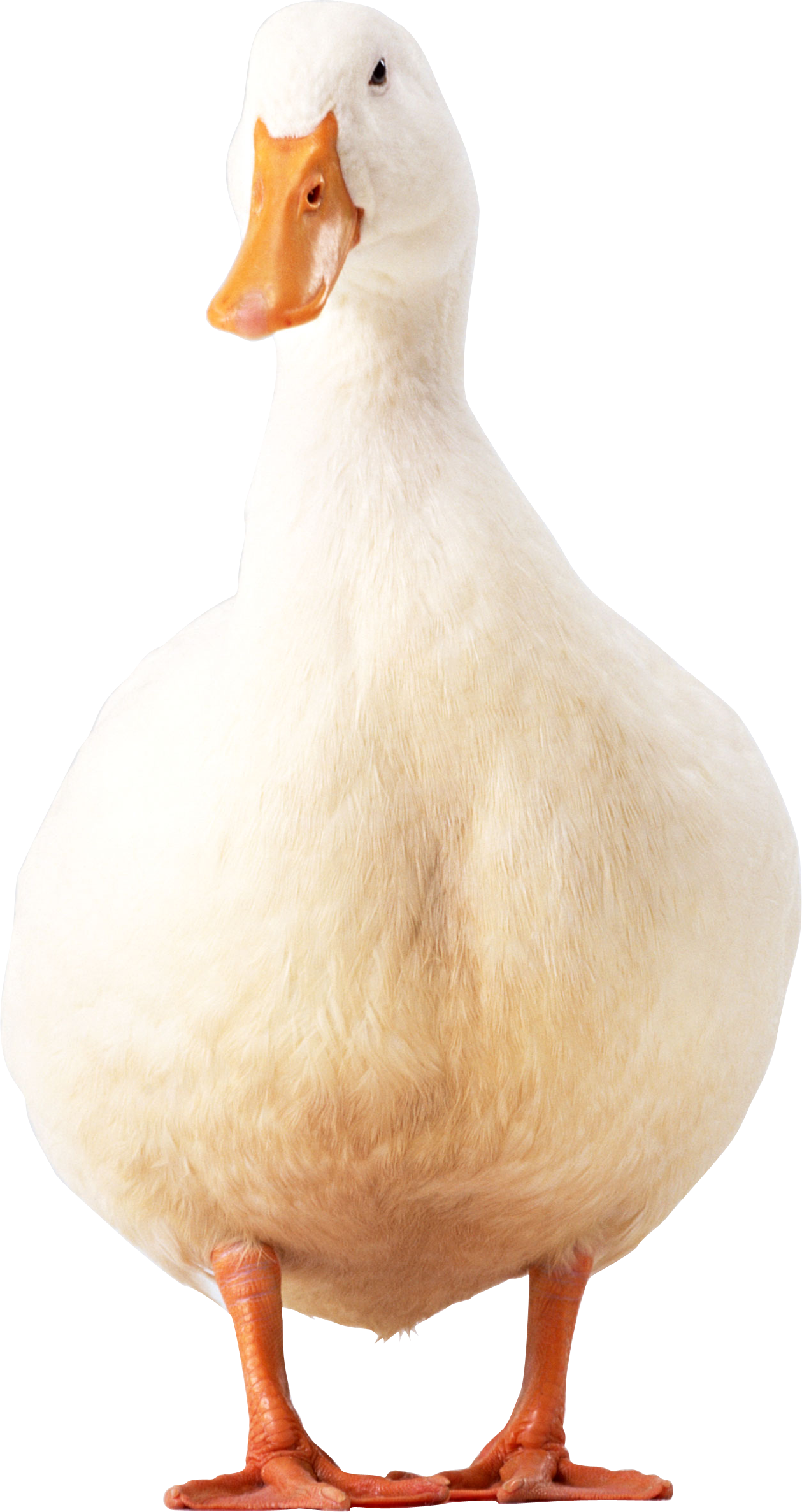Weiße Ente