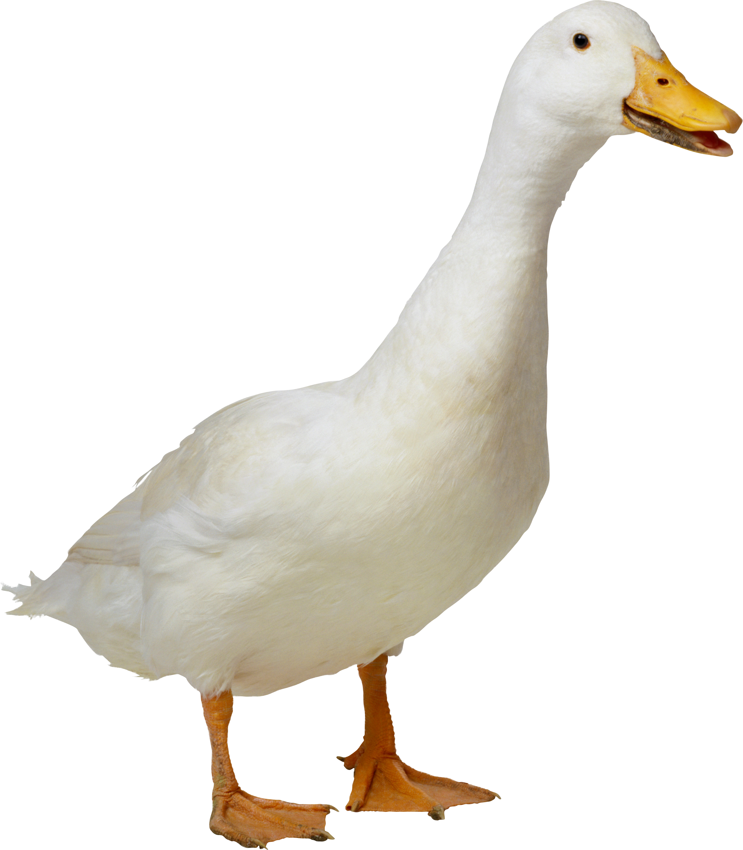 Beyaz ördek