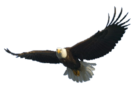 Fliegender Adler