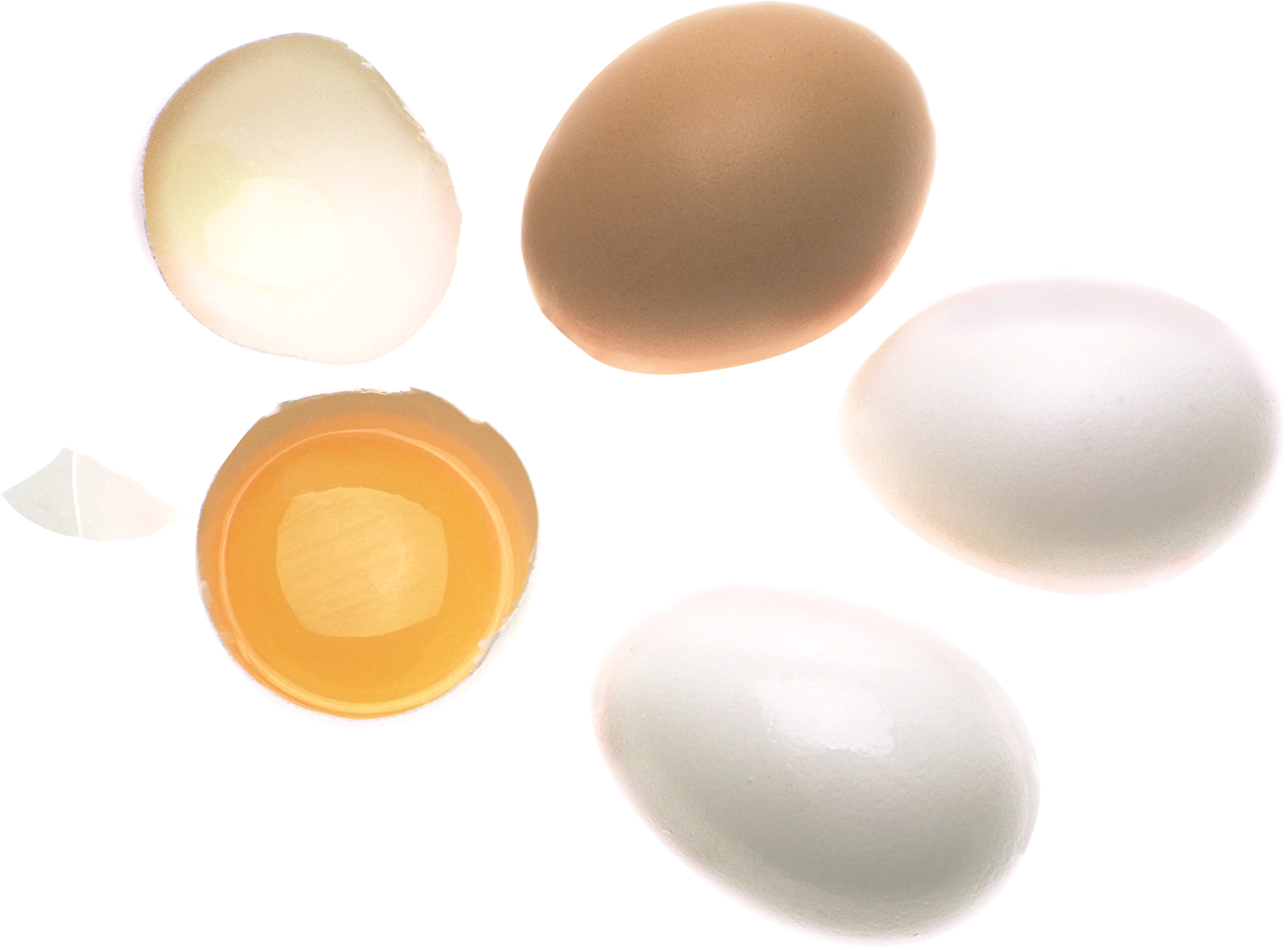 蛋和蛋黄
