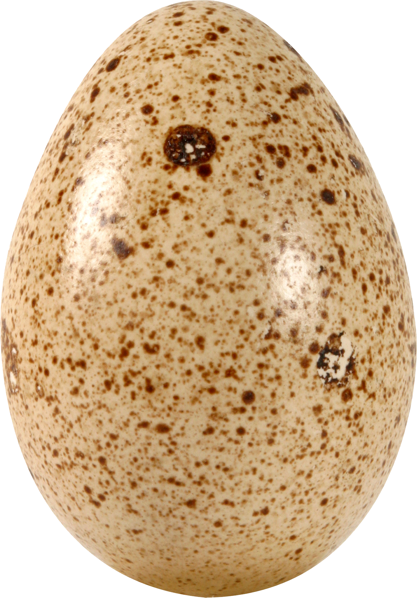 Uova di quaglia