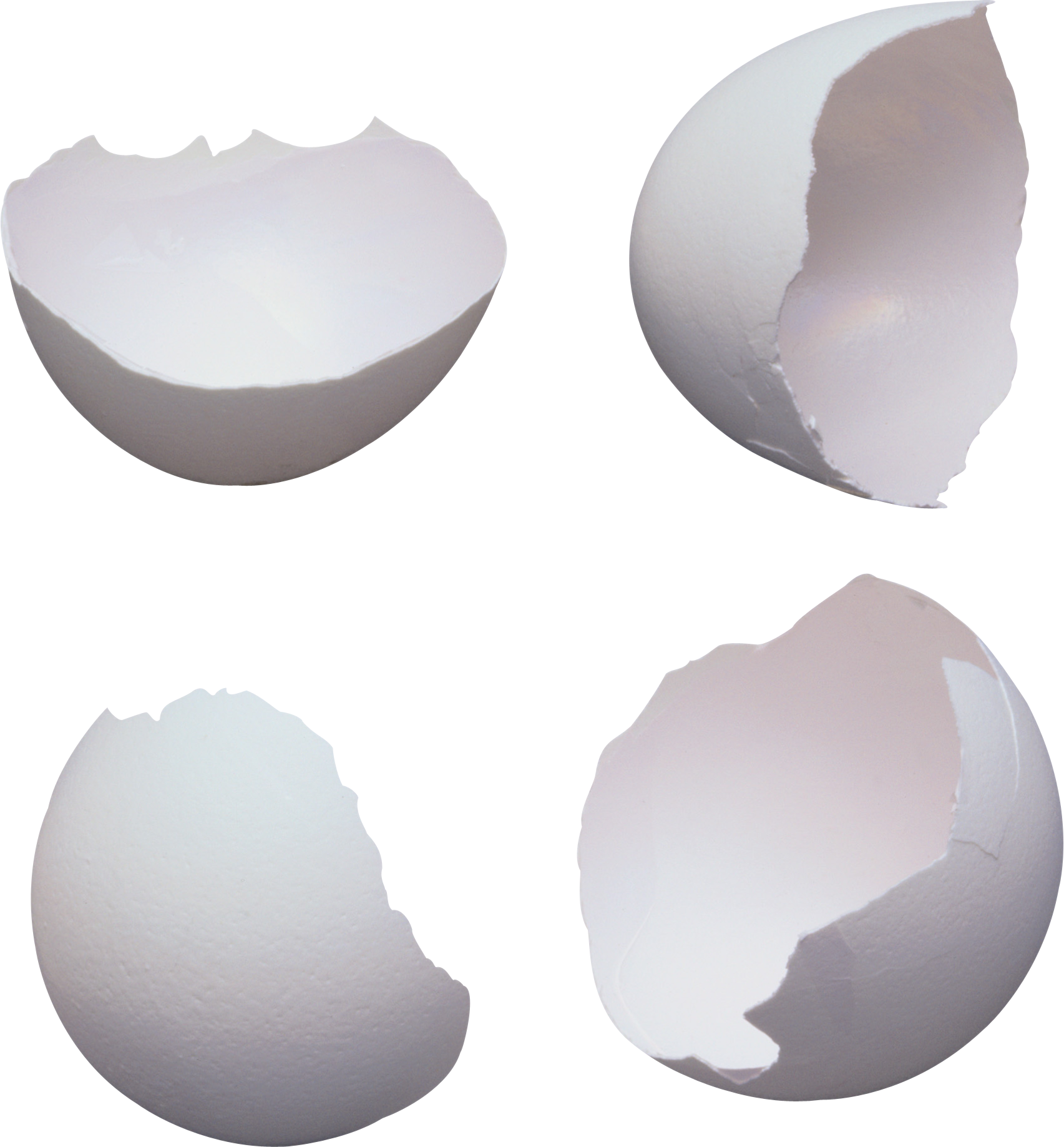 Casca de ovo
