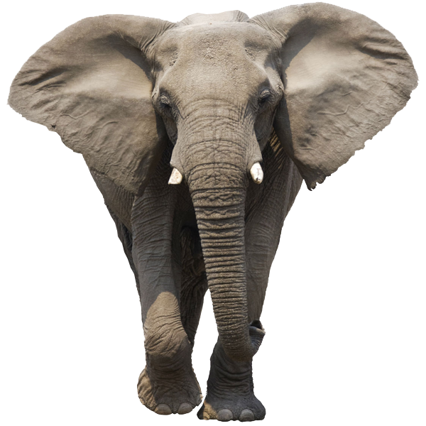 Gajah