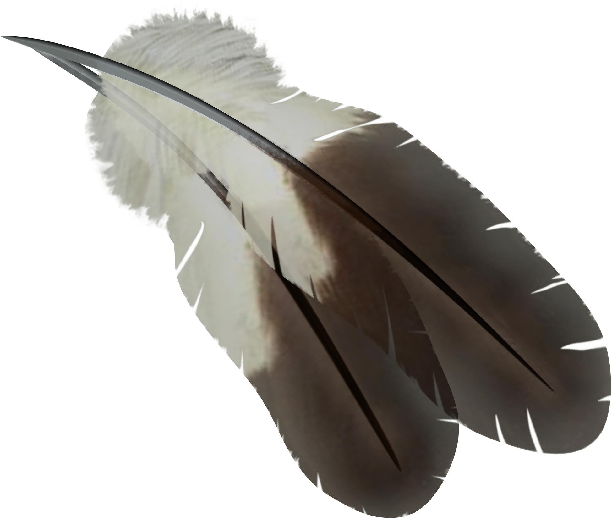 羽毛