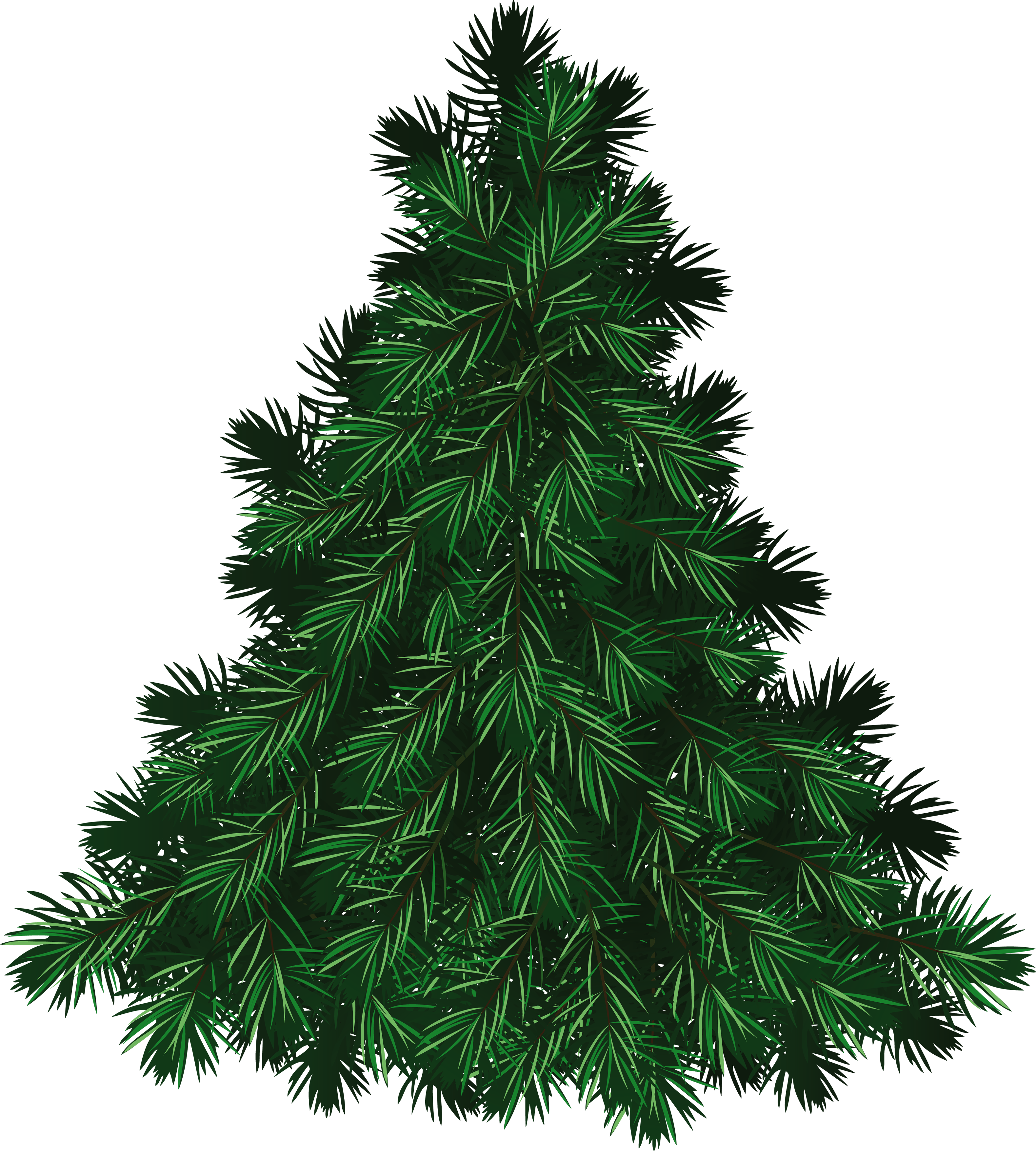 Yeşil köknar ağacı