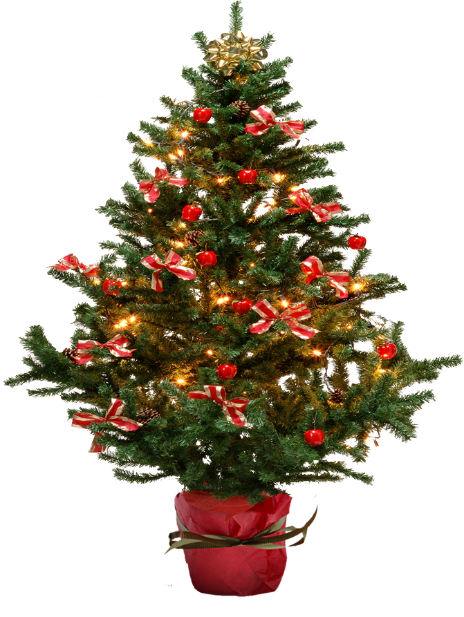 क्रिसमस देवदार का पेड़