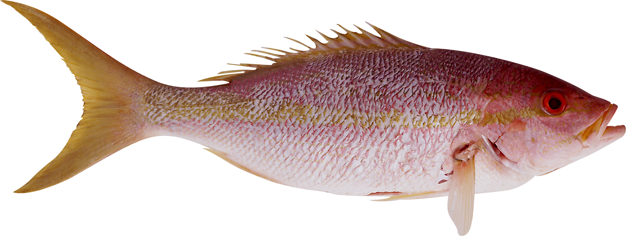 Pesce