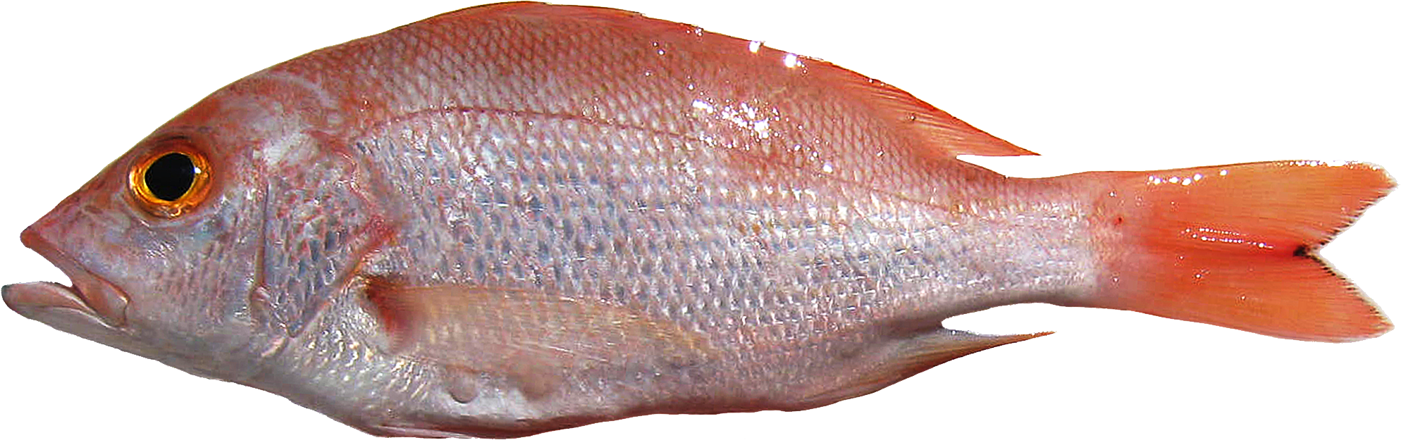 Ikan