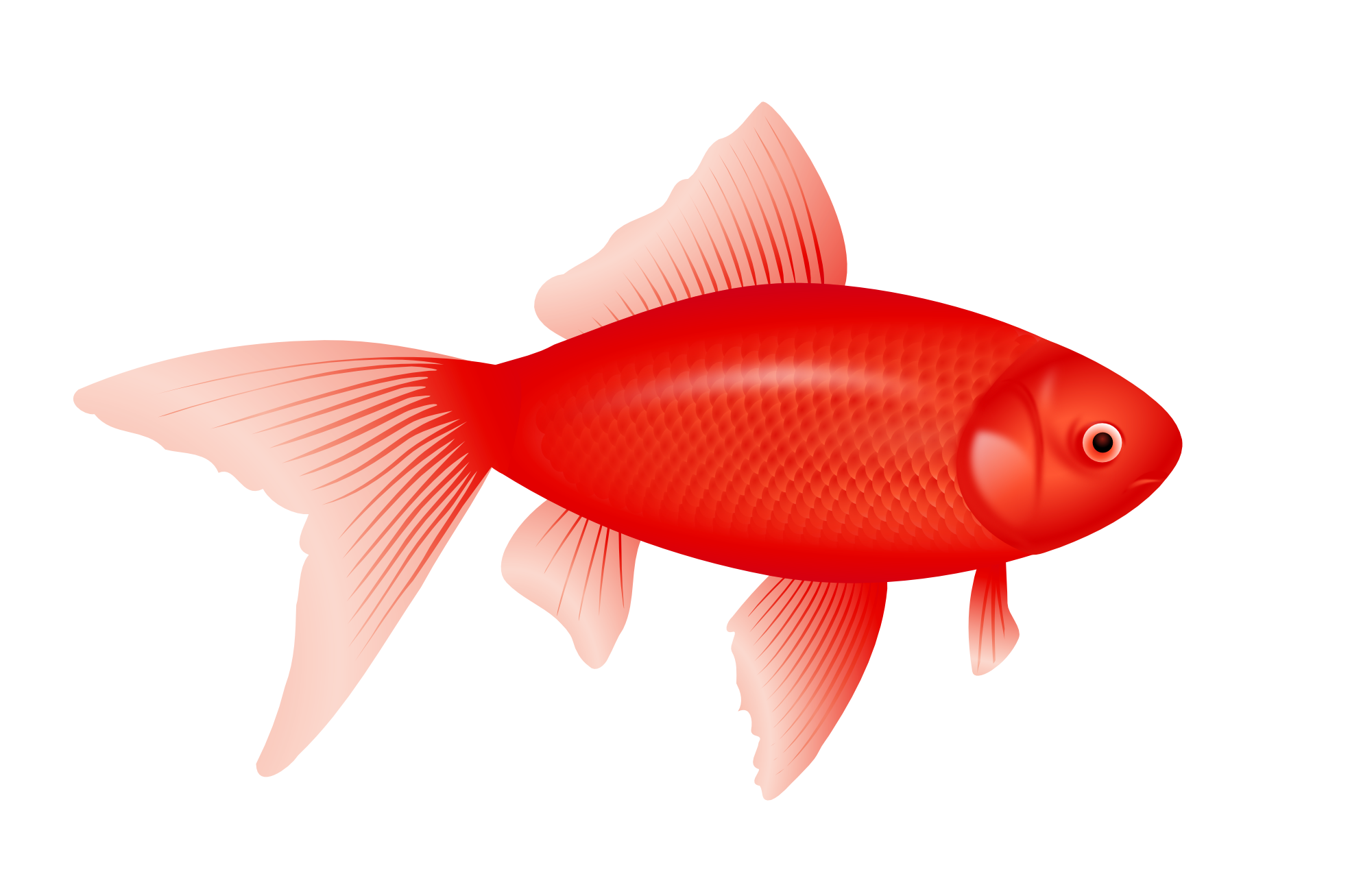 लाल मछली