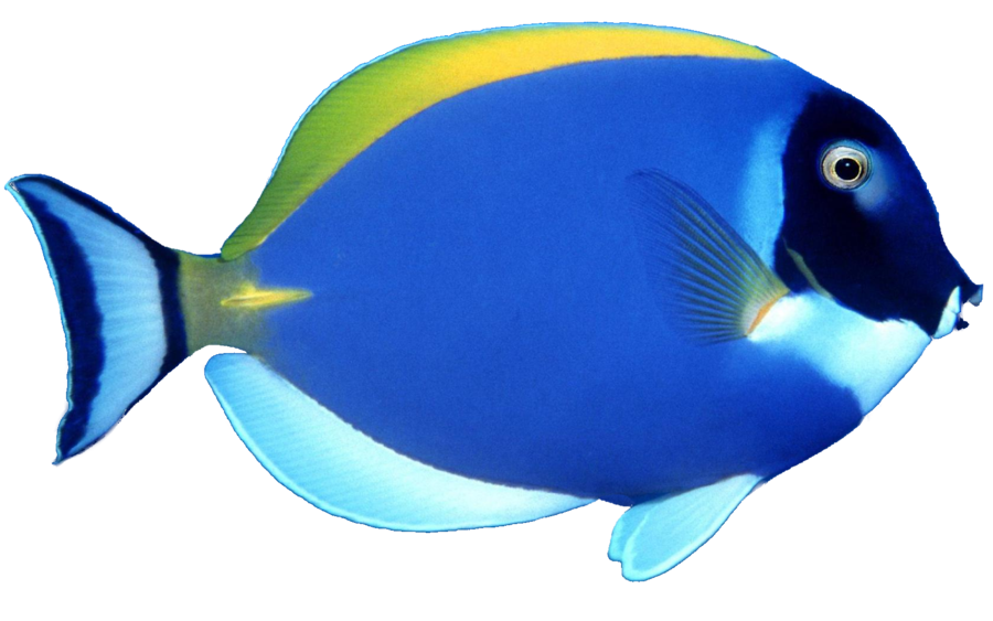 Poisson bleu