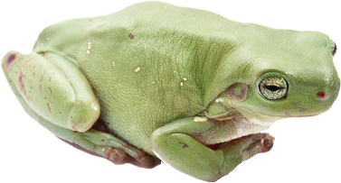녹색 개구리