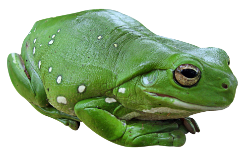 녹색 개구리