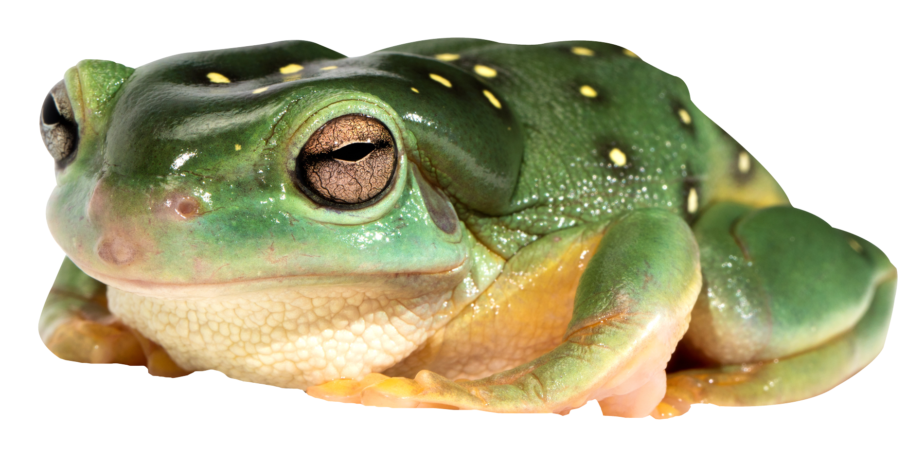 żaba