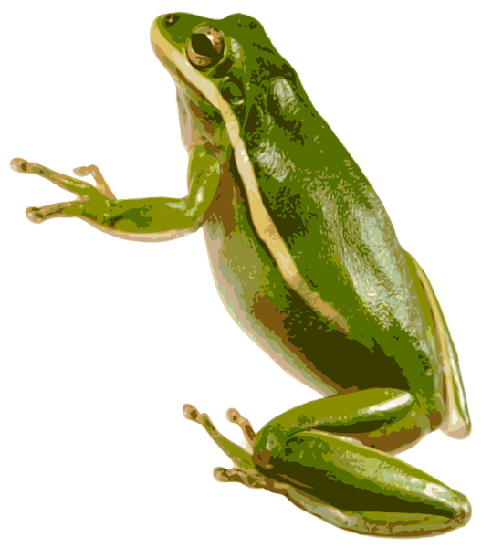 绿蛙