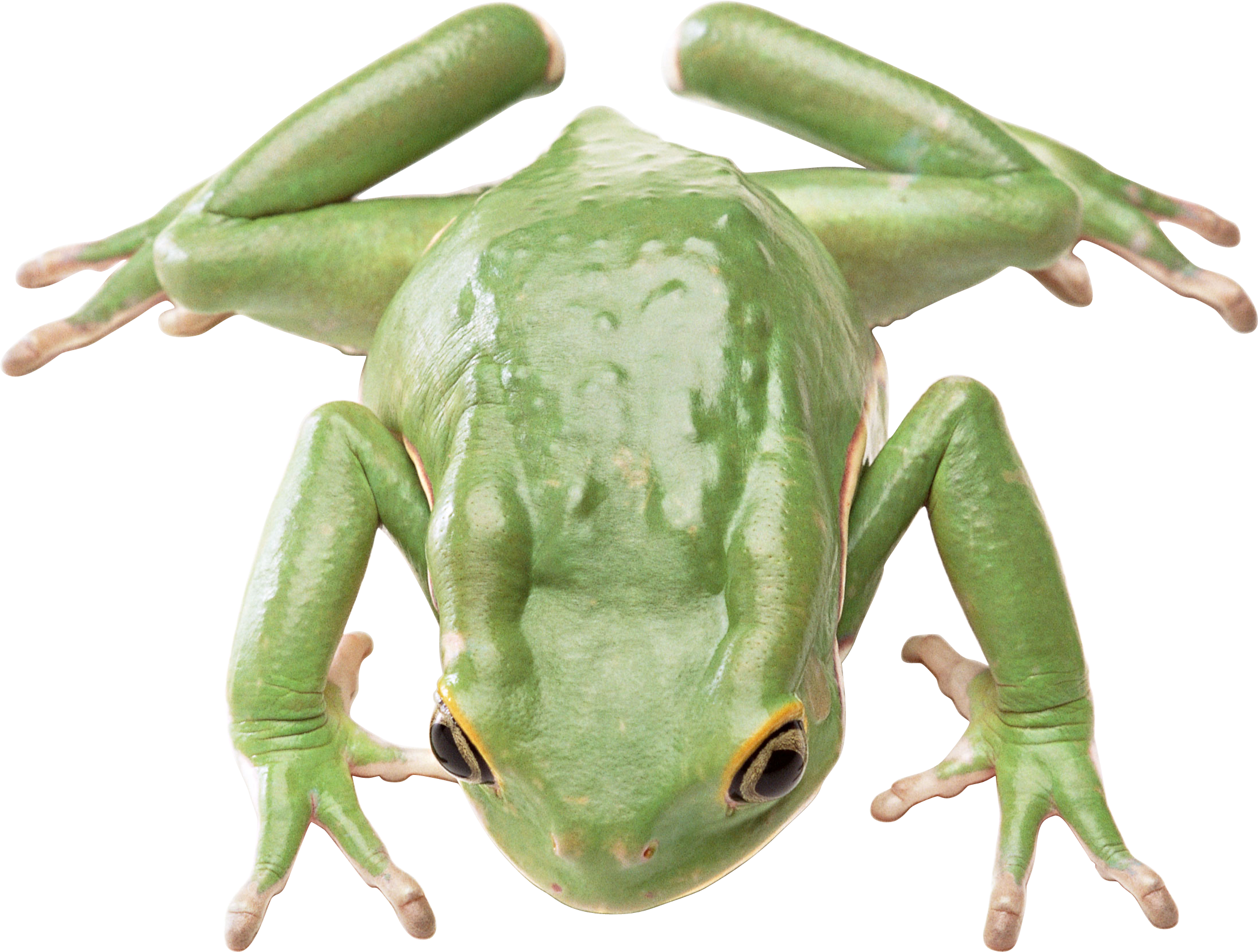 Yeşil kurbağa