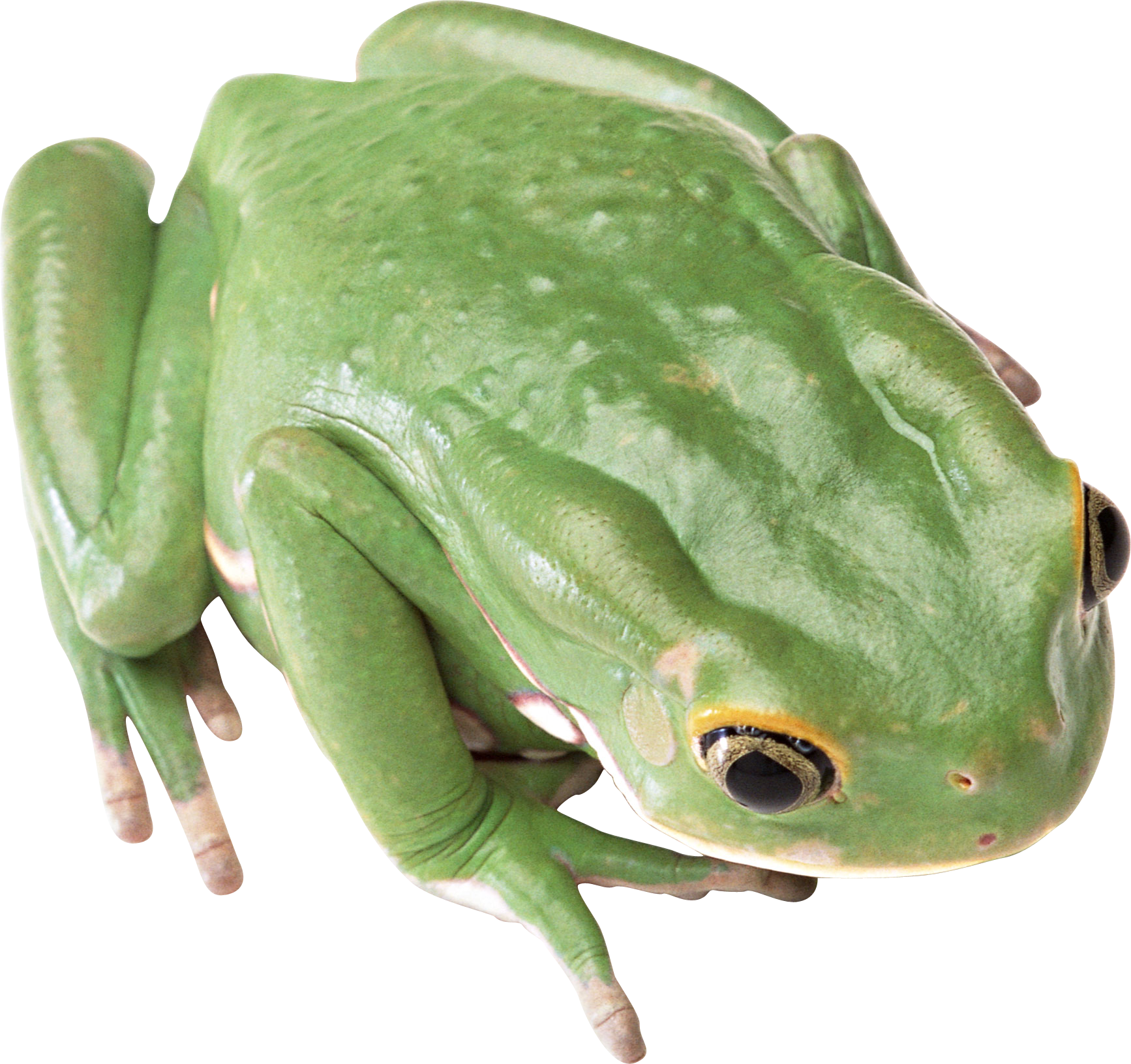 緑のカエル