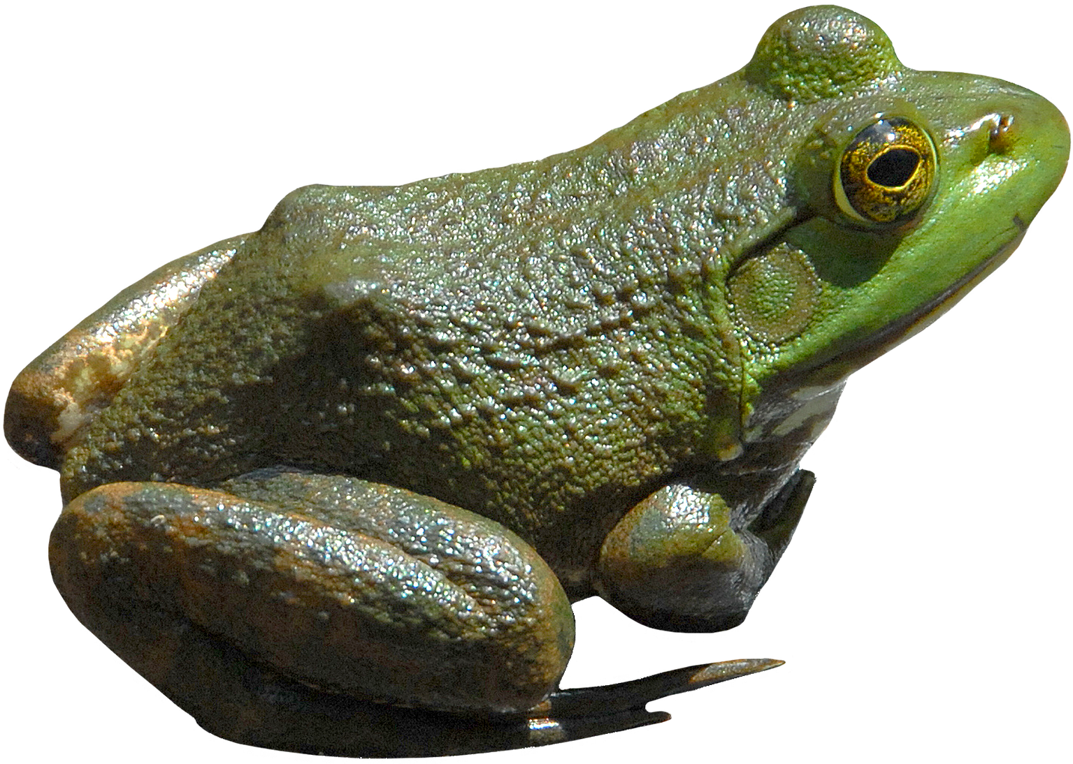 Grüner Frosch