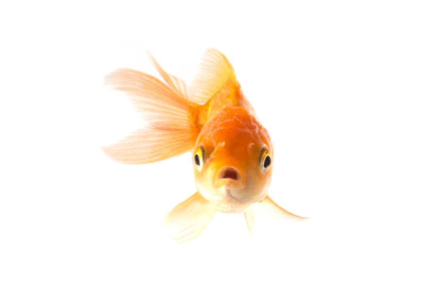 Akvaryum balığı