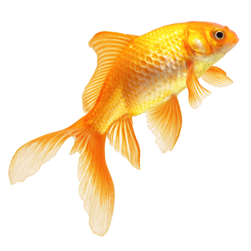 Peixinho dourado