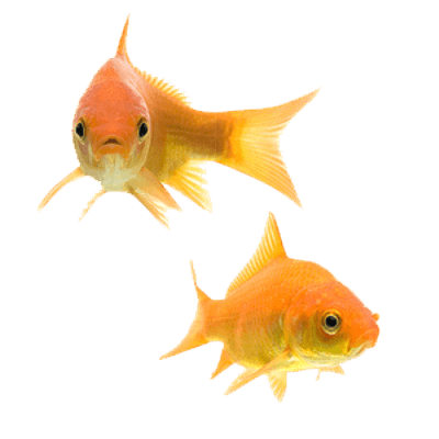 Goldfisch