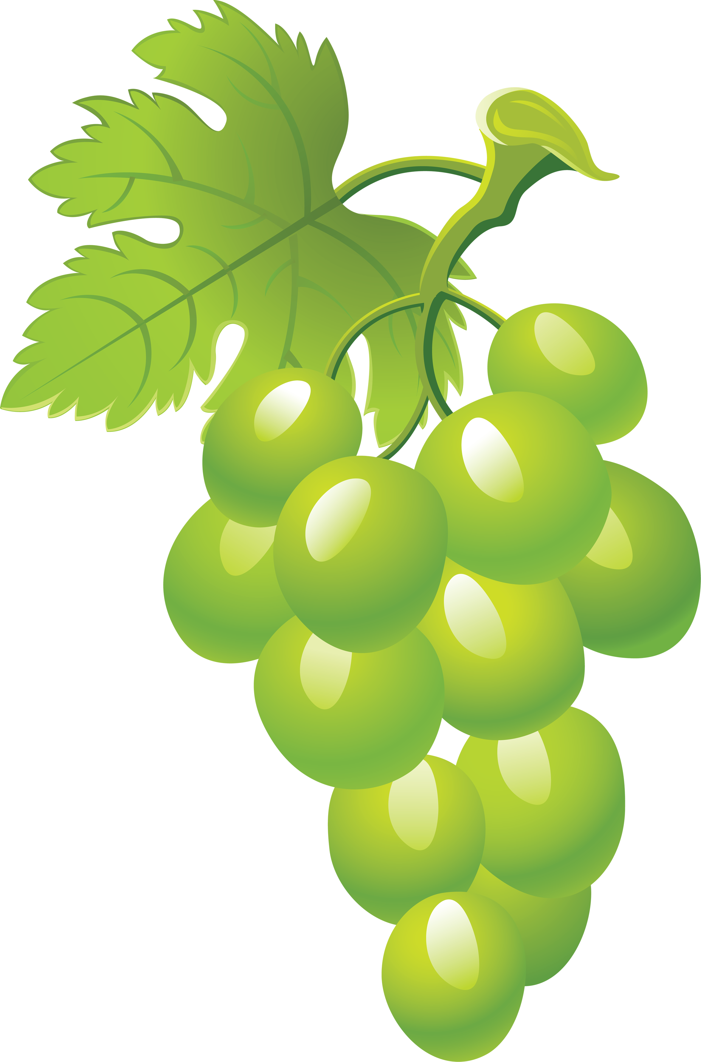 Fotos de uvas verdes