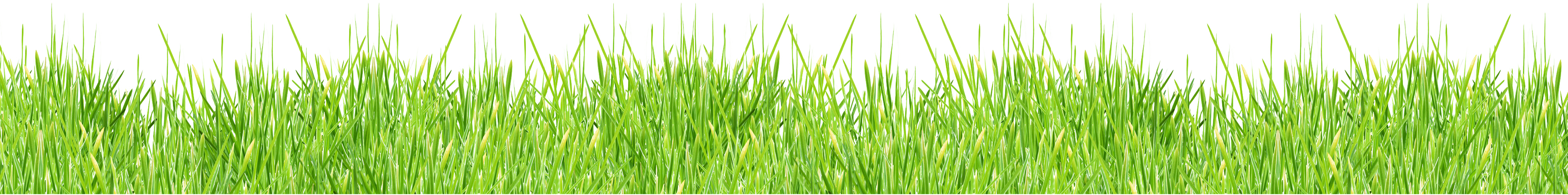 หญ้า