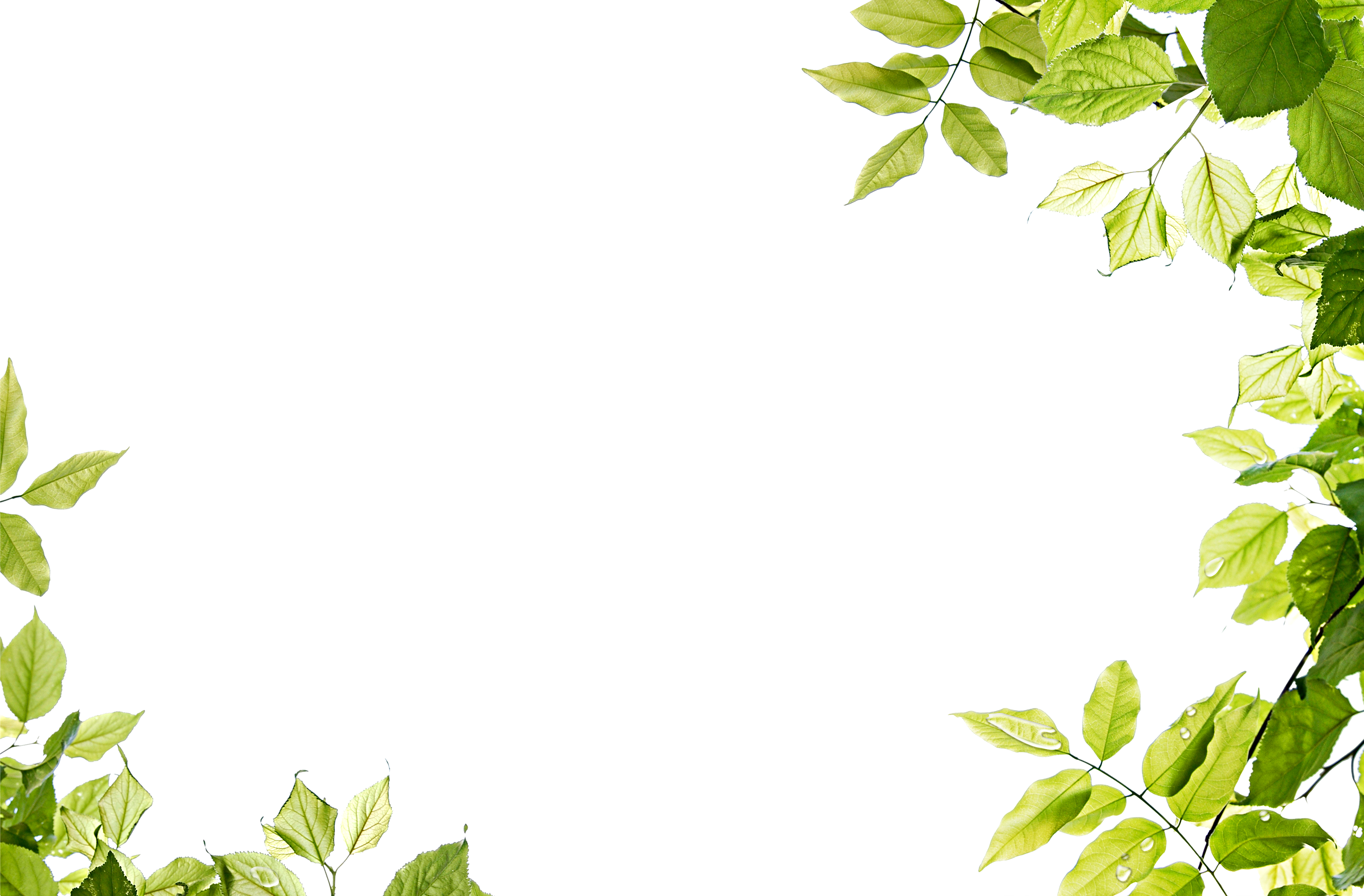 배경 장식에 일반적으로 사용되는 녹색 잎 테두리