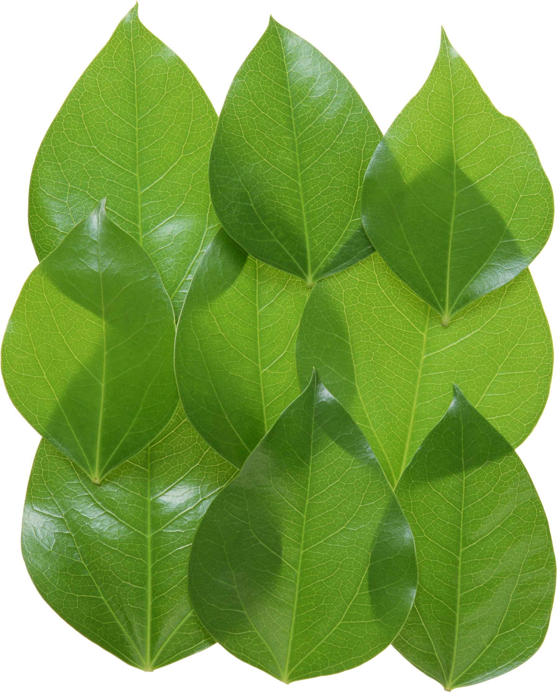 Zielony liść