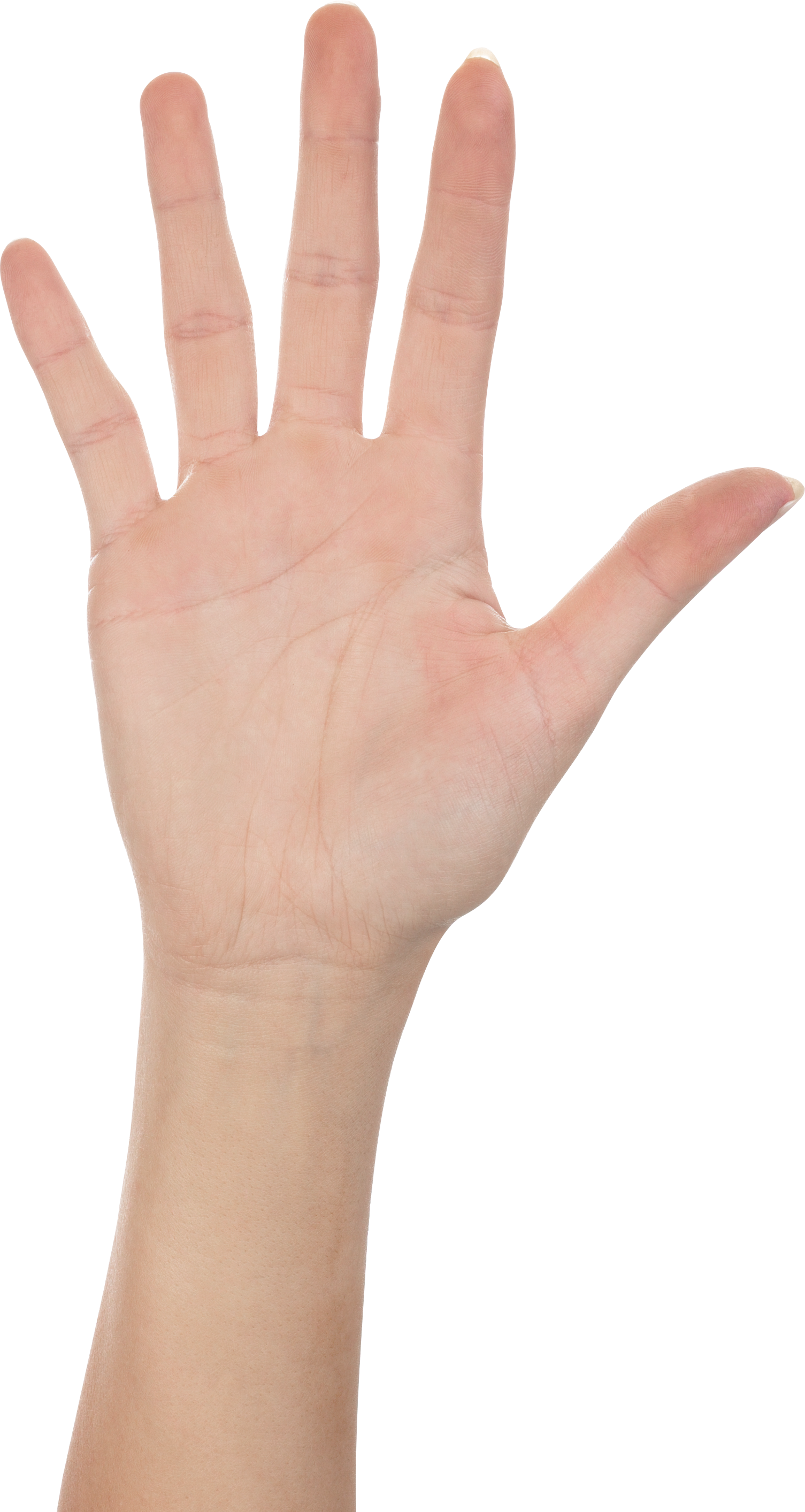 Mão, cinco dedos