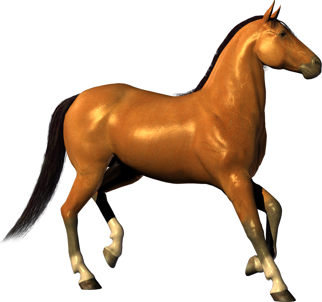 Ngựa
