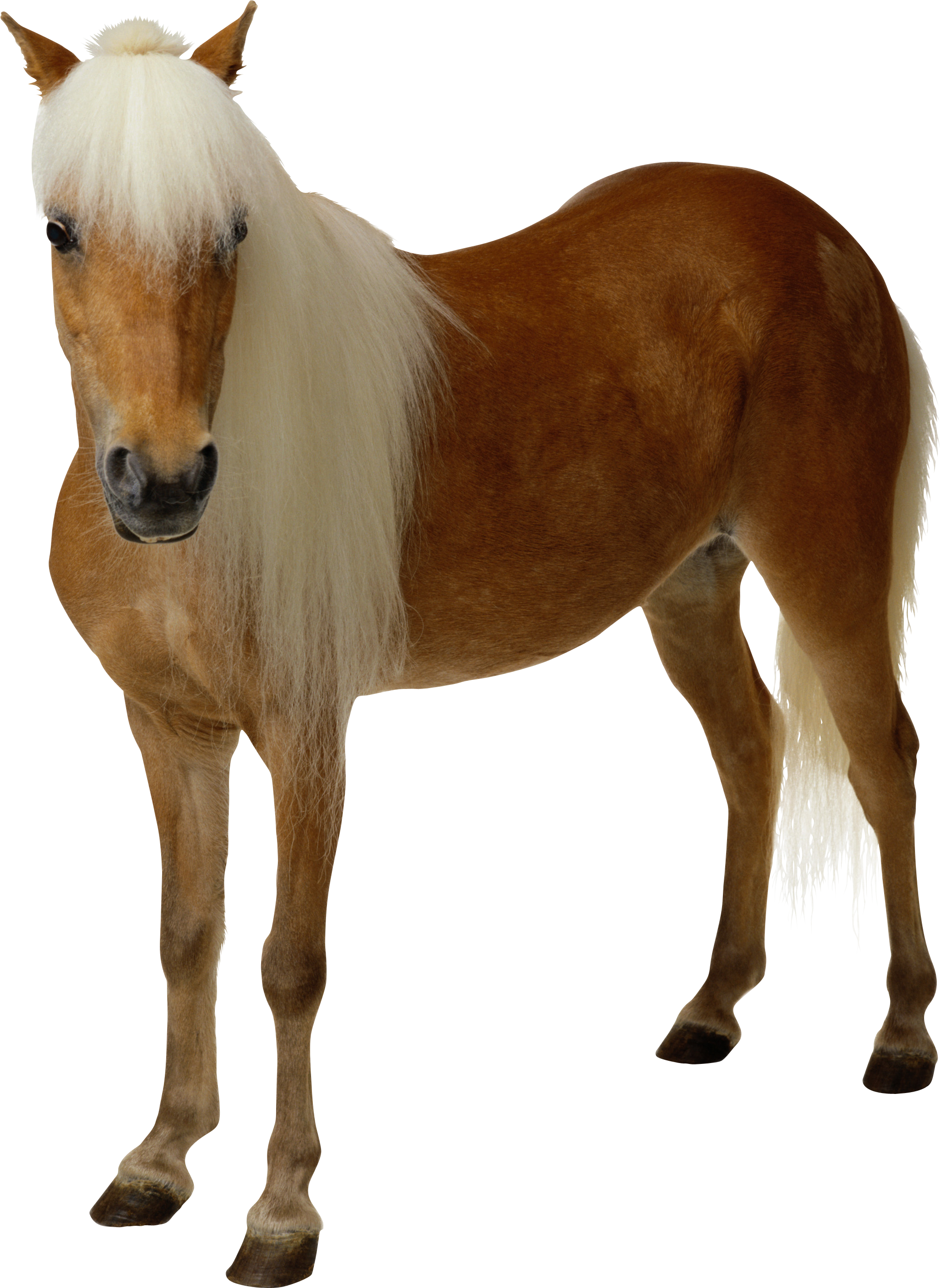 体茶色の茶色の髪の白い馬