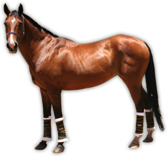 Ciało brązowy brązowowłosy biały koń