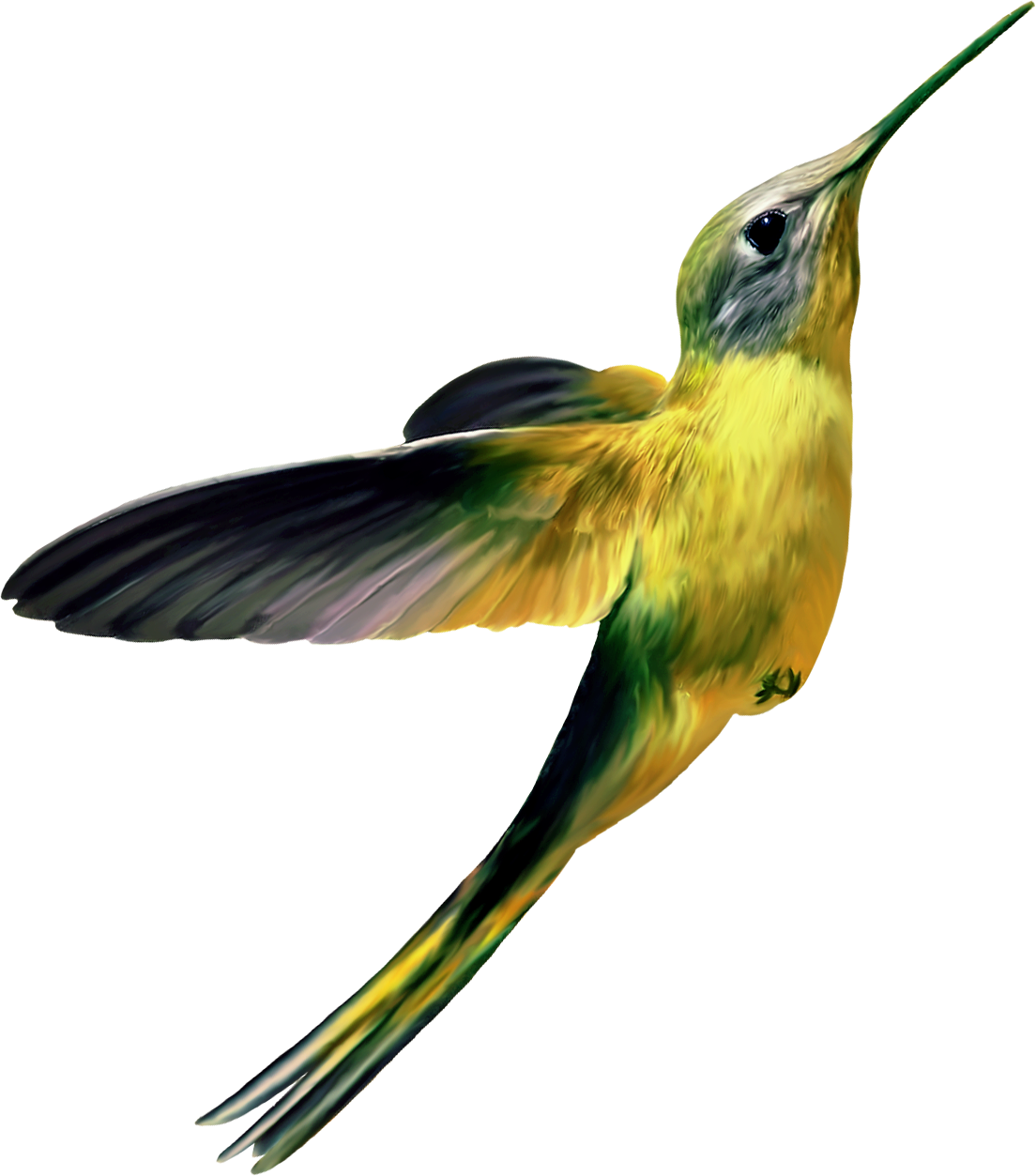 Burung kolibri