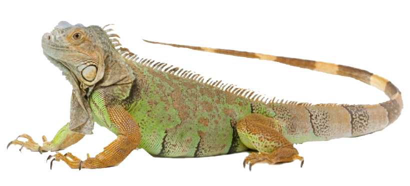 İguana