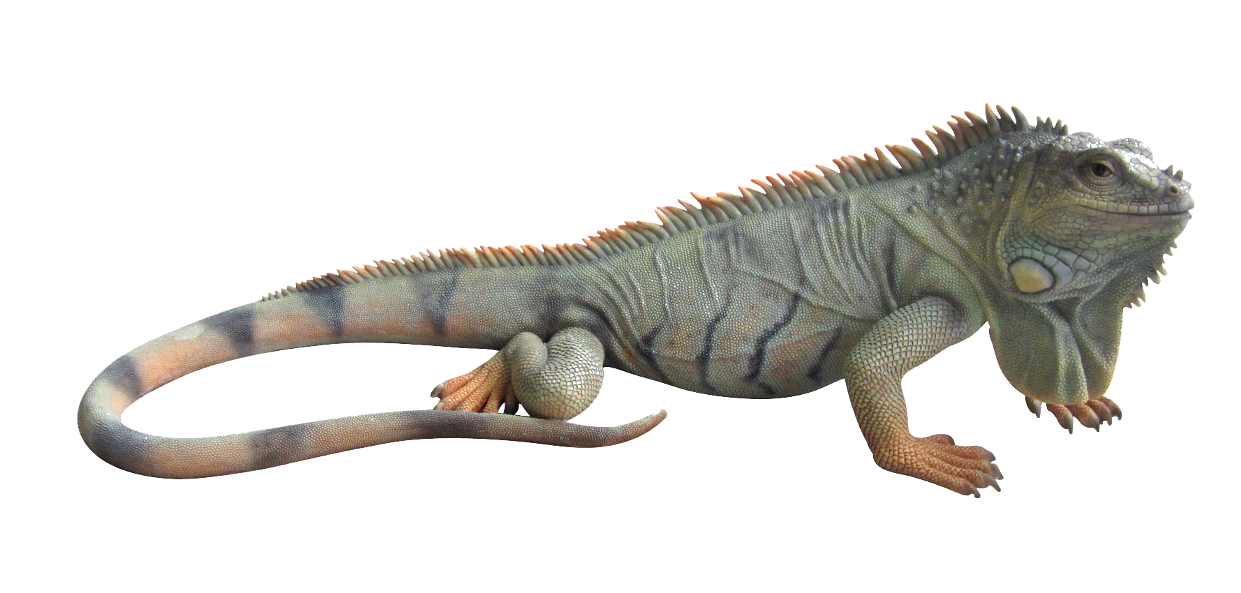鬣蜥